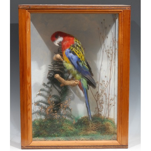 820 - Taxidermy - An Eastern Rosella, naturalistically perched, feeding, glazed pine cabinet, 42.5cm x 32c... 