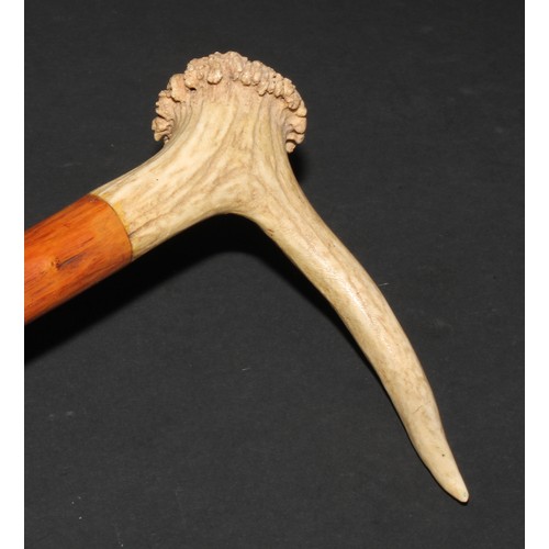 744 - A 19th century twisted hazel walking stick, antler pommel and ferrule, 106cm long