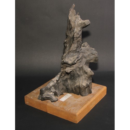 790 - Natural History - a section of Irish bog oak, mounted for display, 41cm high overall