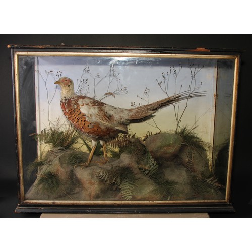 818 - Taxidermy - a Victorian grouse, naturalistically mounted amongst grasses and mosses, glazed ebonised... 