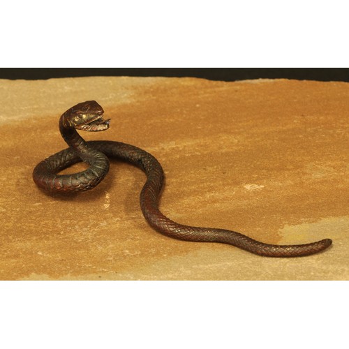 445 - An Austrian cold painted bronze, of a snake, 13cm long