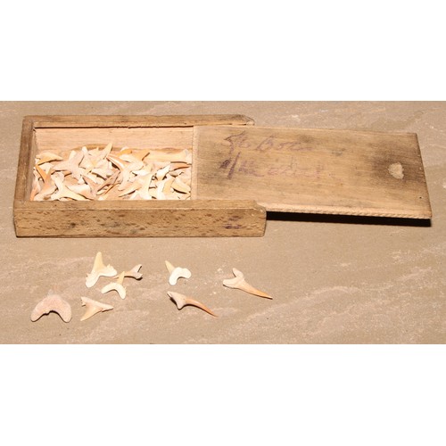 774 - Natural History - a collection of prehistoric shark's teeth, the box with sliding cover, 13cm wide