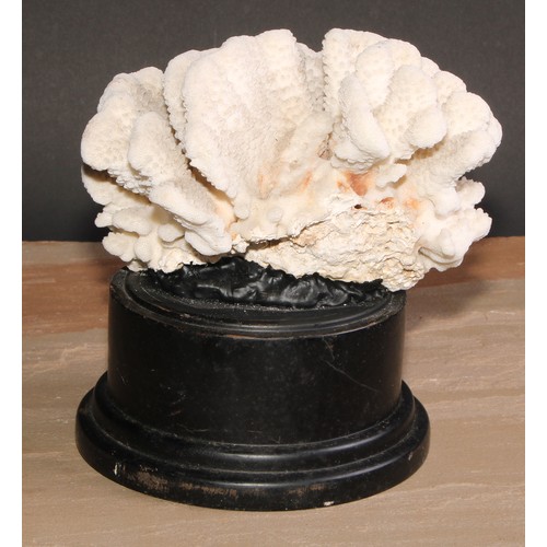 781 - Natural History - a large coral specimen, mounted for display, 21cm diam