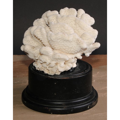 781 - Natural History - a large coral specimen, mounted for display, 21cm diam