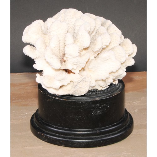 781 - Natural History - a large coral specimen, mounted for display, 21cm diam