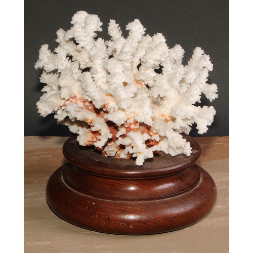 782 - Natural History - a large coral specimen, mounted for display, turned mahogany base, 23cm wide