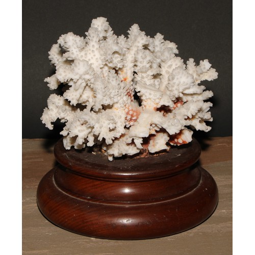 782 - Natural History - a large coral specimen, mounted for display, turned mahogany base, 23cm wide