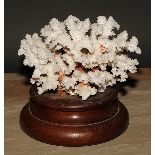 782 - Natural History - a large coral specimen, mounted for display, turned mahogany base, 23cm wide