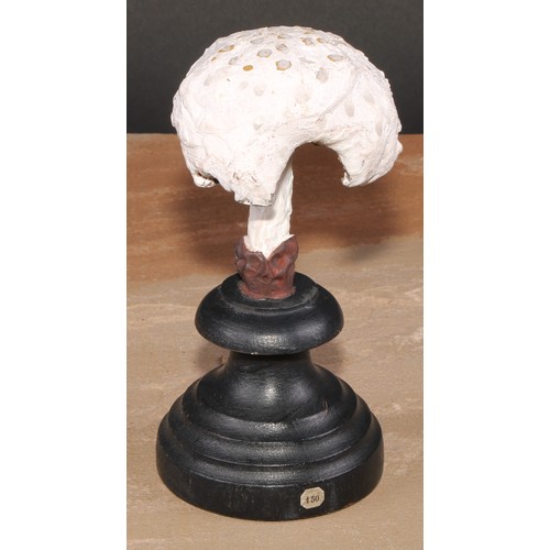 796 - Natural History - Mycology - a painted model of fungus specimen, mounted for display, 15cm high; ano... 