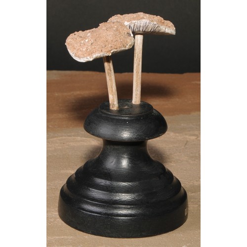 796 - Natural History - Mycology - a painted model of fungus specimen, mounted for display, 15cm high; ano... 