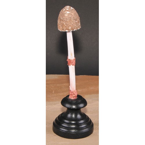 804 - Natural History - Mycology - a painted model of fungus specimen, mounted for display, 26cm high