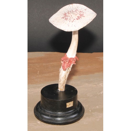 801 - Natural History - Mycology - a painted model of fungus specimen, mounted for display, 18cm high