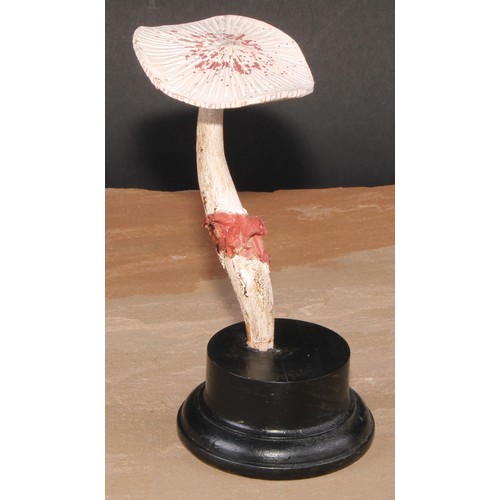 801 - Natural History - Mycology - a painted model of fungus specimen, mounted for display, 18cm high