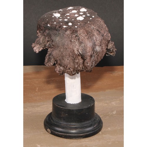 799 - Natural History - Mycology - a painted model of fungus specimen, mounted for display, 17.5cm high