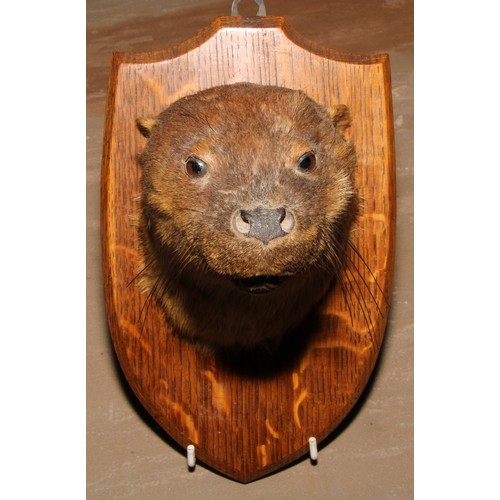 812 - An early 20th century otter's head, by L W Bartlett & Son, Banbury, oak shield shaped mount, paper l... 