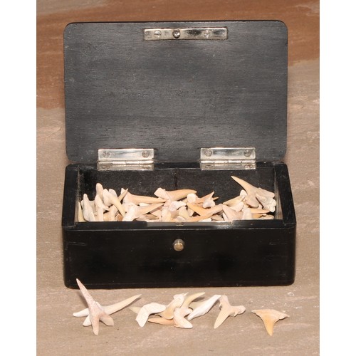 773 - Natural History - a collection of fossilized shark's teeth, the ebony box 10.5cm wide