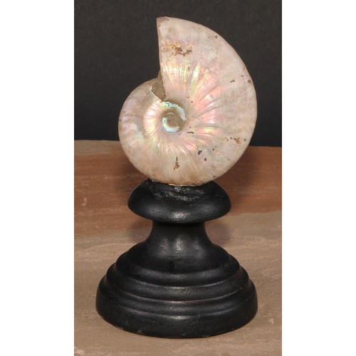 806 - Natural History - Paleontology - a pearly ammonite, mounted for display, 15cm high overall