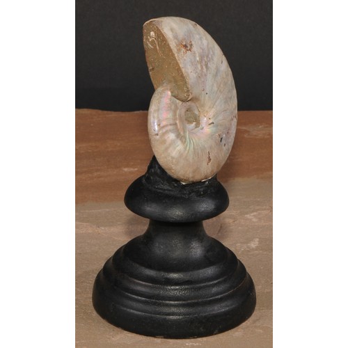 806 - Natural History - Paleontology - a pearly ammonite, mounted for display, 15cm high overall