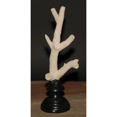 772 - Natural History - a branch coral specimen, mounted for display, 27cm high overall