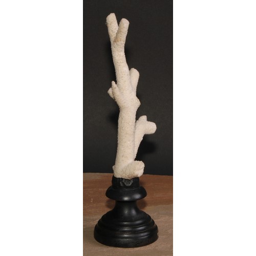 772 - Natural History - a branch coral specimen, mounted for display, 27cm high overall