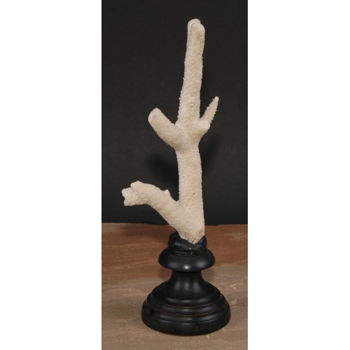 772 - Natural History - a branch coral specimen, mounted for display, 27cm high overall