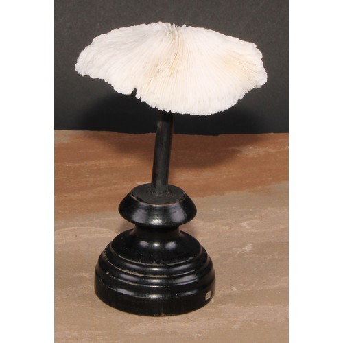 783 - Natural History - a mushroom coral specimen, mounted for display, 15cm high overall