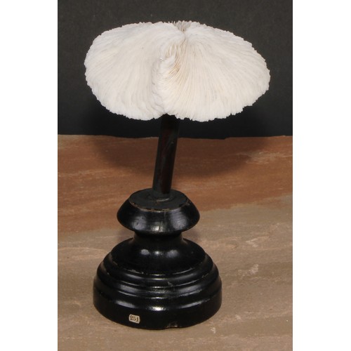 783 - Natural History - a mushroom coral specimen, mounted for display, 15cm high overall