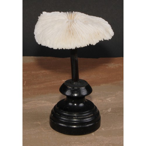 783 - Natural History - a mushroom coral specimen, mounted for display, 15cm high overall