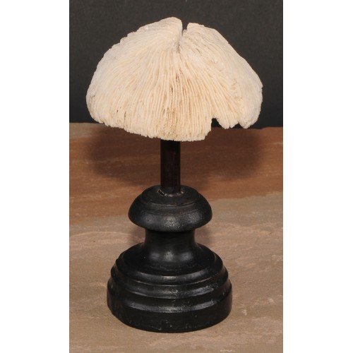 784 - Natural History - a mushroom coral specimen, mounted for display, 15cm high overall