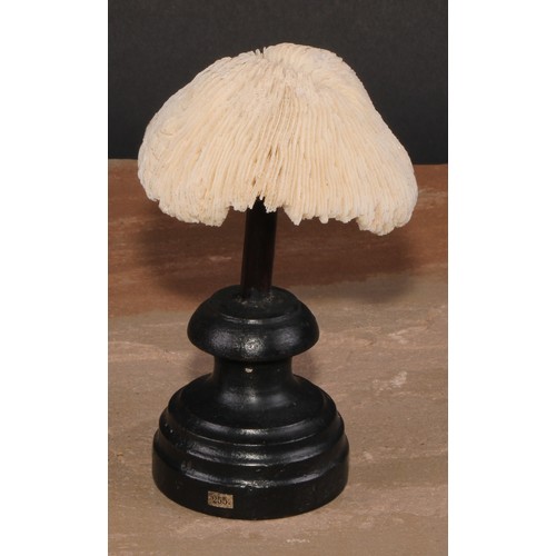 784 - Natural History - a mushroom coral specimen, mounted for display, 15cm high overall