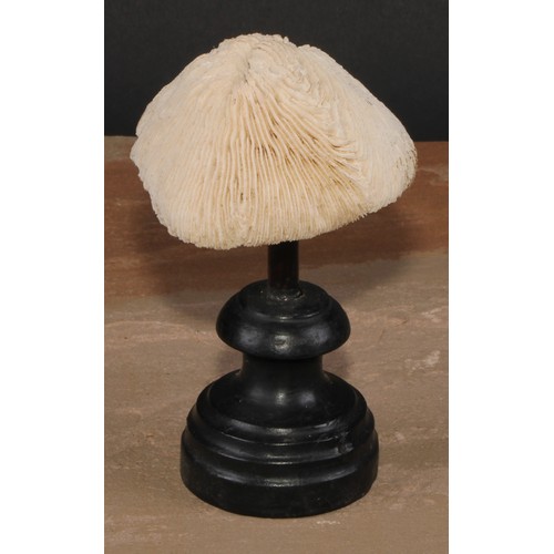 784 - Natural History - a mushroom coral specimen, mounted for display, 15cm high overall