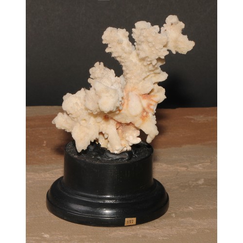 775 - Natural History - a coral specimen, mounted for display, 15cm high overall