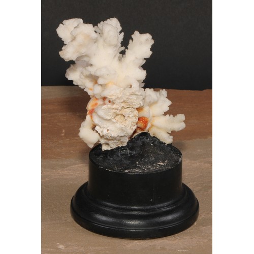 775 - Natural History - a coral specimen, mounted for display, 15cm high overall