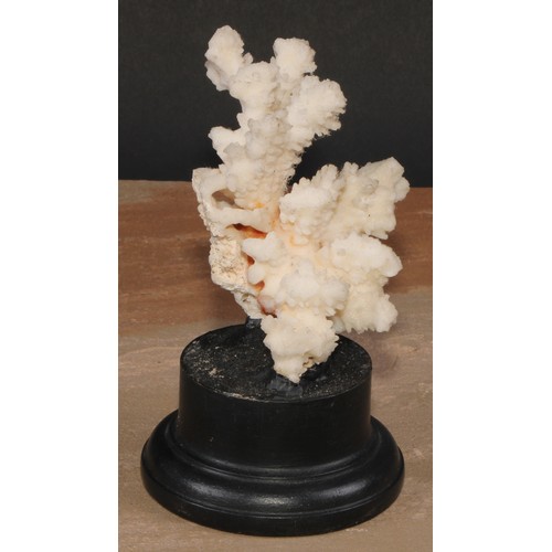 775 - Natural History - a coral specimen, mounted for display, 15cm high overall