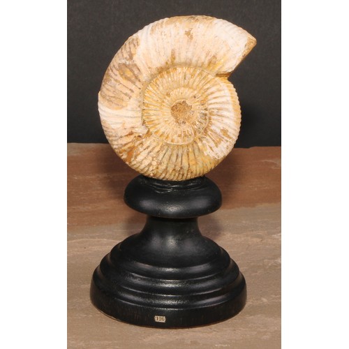 808 - Natural History - Paleontology - an ammonite fossil, mounted for display, 15cm high overall