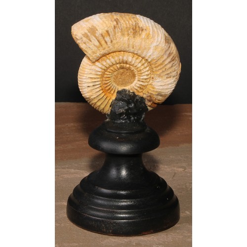 808 - Natural History - Paleontology - an ammonite fossil, mounted for display, 15cm high overall