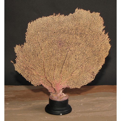 777 - Natural History - a fan coral specimen, mounted for display, 33cm high