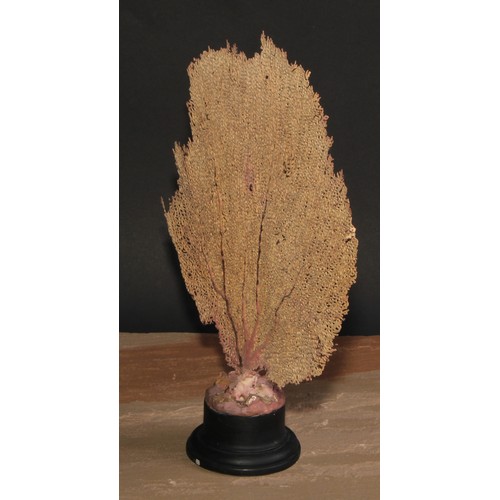 777 - Natural History - a fan coral specimen, mounted for display, 33cm high