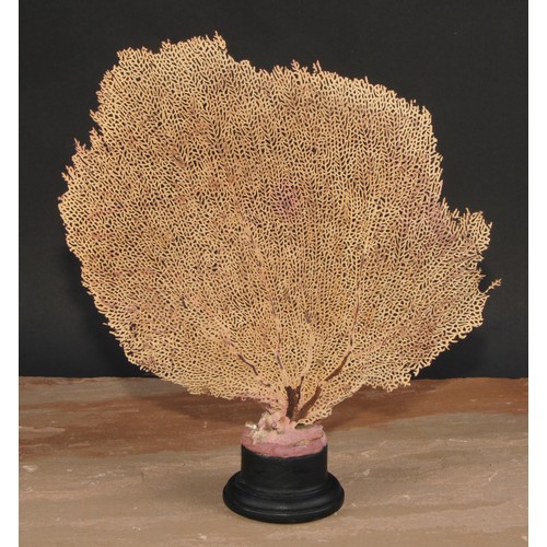 777 - Natural History - a fan coral specimen, mounted for display, 33cm high