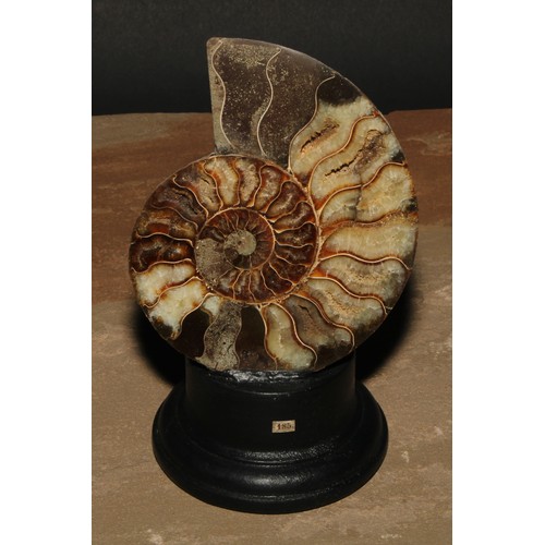 809 - Natural History - Paleontology - an ammonite section, cut and polished, mounted for display, 16cm hi... 