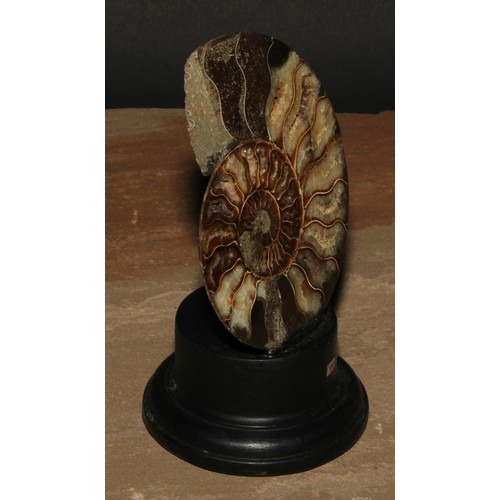 809 - Natural History - Paleontology - an ammonite section, cut and polished, mounted for display, 16cm hi... 