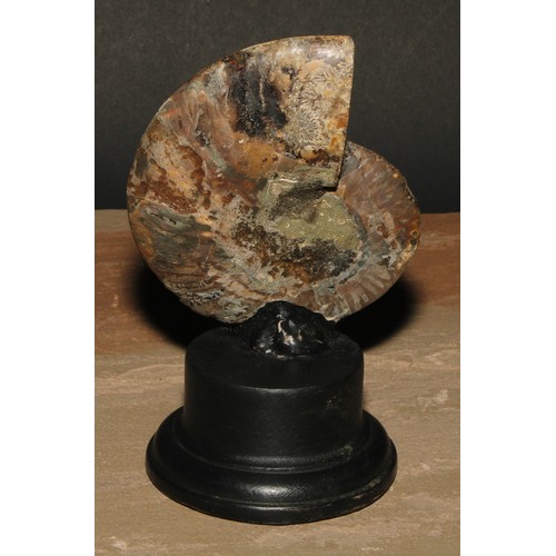 809 - Natural History - Paleontology - an ammonite section, cut and polished, mounted for display, 16cm hi... 