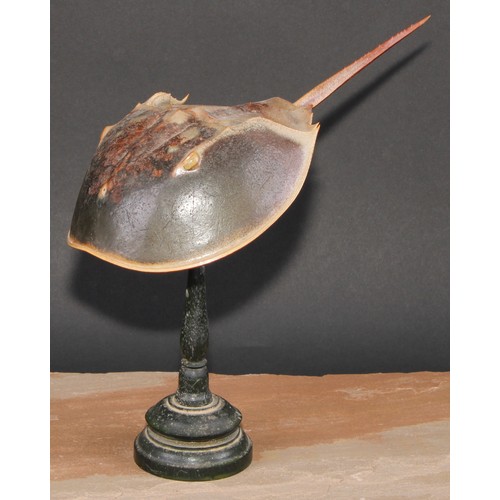 779 - Natural History - a horseshoe crab (limulidae) specimen, mounted for display, turned stand, 24cm hig... 