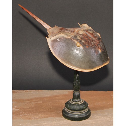 779 - Natural History - a horseshoe crab (limulidae) specimen, mounted for display, turned stand, 24cm hig... 