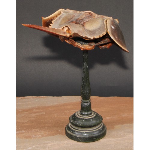 779 - Natural History - a horseshoe crab (limulidae) specimen, mounted for display, turned stand, 24cm hig... 