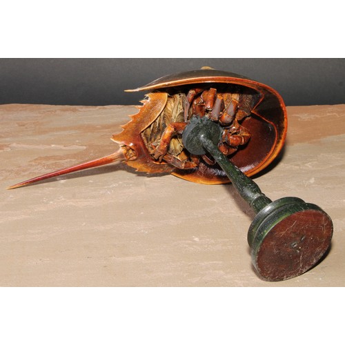 779 - Natural History - a horseshoe crab (limulidae) specimen, mounted for display, turned stand, 24cm hig... 