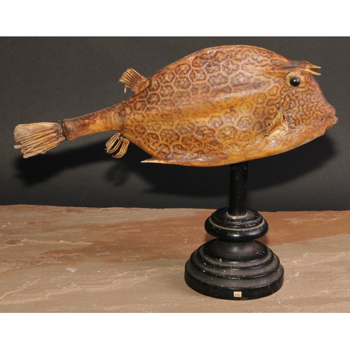 771 - Natural History - a box fish (ostraciidae) specimen, mounted for display, 27cm high overall