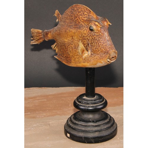 771 - Natural History - a box fish (ostraciidae) specimen, mounted for display, 27cm high overall