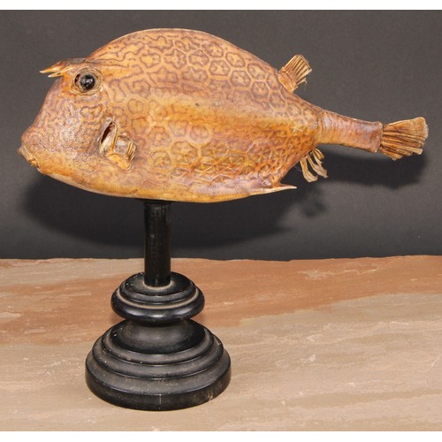 771 - Natural History - a box fish (ostraciidae) specimen, mounted for display, 27cm high overall