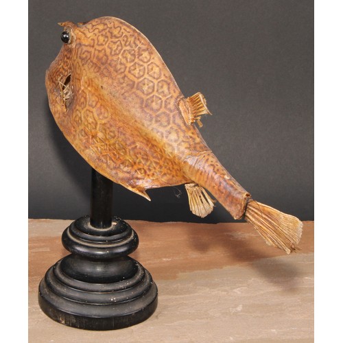 771 - Natural History - a box fish (ostraciidae) specimen, mounted for display, 27cm high overall